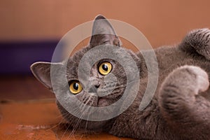 Gray British cat lying on his back