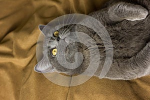 Gray British cat lying on his back