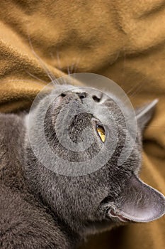 Gray British cat lying on his back
