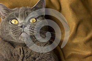 Gray British cat lying on his back