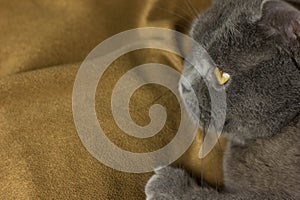 Gray British cat lying on his back