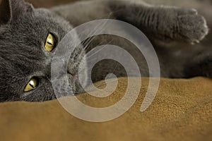 Gray British cat lying on his back