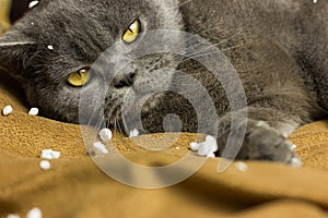 Gray British cat lying on his back