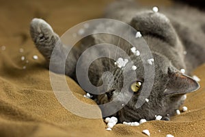 Gray British cat lying on his back