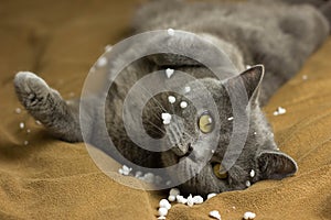 Gray British cat lying on his back