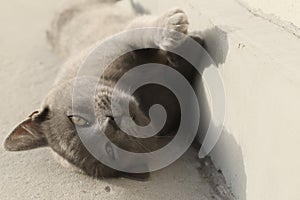 Gray British cat lying on his back. Grey british shorthair cat lying down looking away