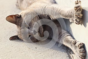 Gray British cat lying on his back. Grey british shorthair cat lying down looking away