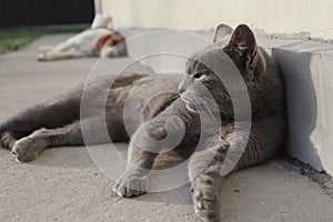 Gray British cat lying on his back. Grey british shorthair cat lying down looking away