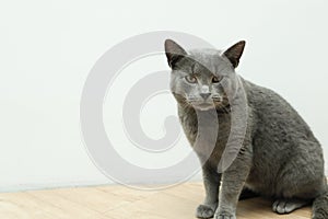 The gray British cat near the fireplace. Cute gray British shorthair cat at home interior. British Short Hair cat walking on