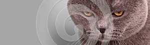 gray british cat with offended, angry, depressive mood on a gray background