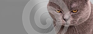 gray british cat with offended, angry, depressive mood on a gray background