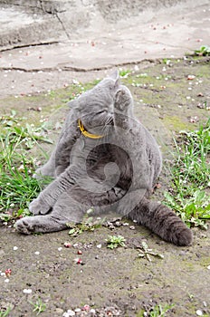 Gray British cat sits on the green grass and licks his paws. Concept of home pets. Spring background with animal and flowers.