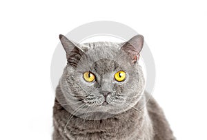 Gray british cat sits and looking at the camera on a white background.