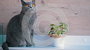 Gray British Cat Sits, Looking Pensively Up, on Near of a Mint Flower in a Pot.