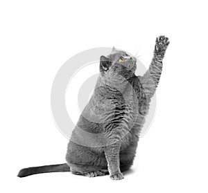 Gray british cat sits on a white background, raising his paw
