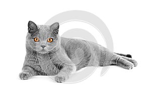 Gray british cat on white background