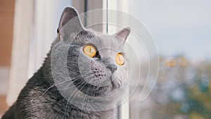 A Gray British Domestic Cat Looking Out the Window, Watching the Flying Birds