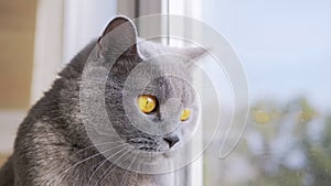 A Gray British Domestic Cat Looking Out the Window, Watching the Flying Birds