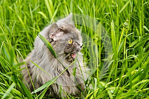 Gray british hunting longhair cat eating green grass