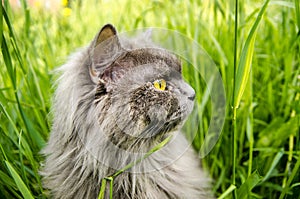 Gray british hunting longhair cat eating green grass