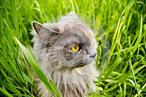 Gray british hunting longhair cat eating green grass
