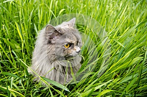 Gray british hunting longhair cat eating green grass