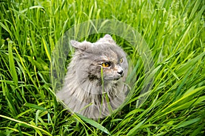 Gray british hunting longhair cat eating green grass