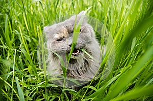 Gray british hunting longhair cat eating green grass