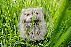 Gray british hunting longhair cat eating green grass