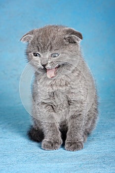 Gray british kitten meows