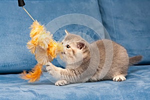 Gray British kitten plays with the furry orange toy