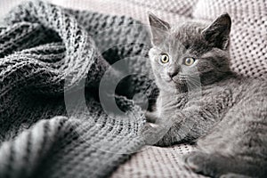 Gray British purebred cat lies on couch. Portrait of beautiful fluffy kitten of gray coat color in cozy home alone