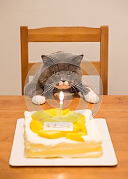 Gray British Shorthair and a birthday cake