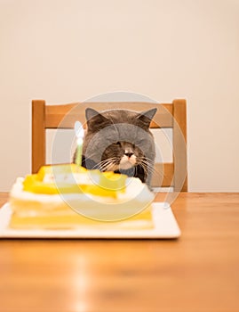 Gray British Shorthair and a birthday cake