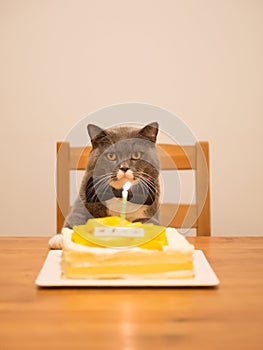 Gray British Shorthair and a birthday cake