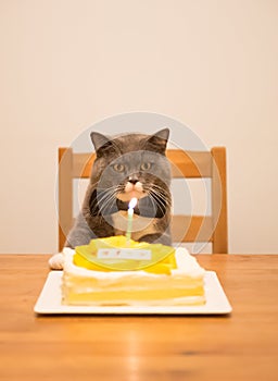 Gray British Shorthair and a birthday cake