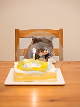 Gray British Shorthair and a birthday cake