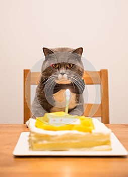 Gray British Shorthair and a birthday cake