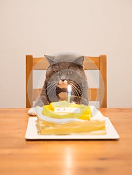 Gray British Shorthair and a birthday cake