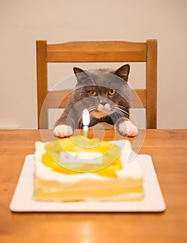 Gray British Shorthair and a birthday cake