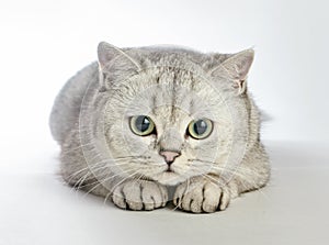 Gray British shorthair cat.