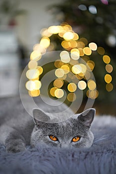 Gray British shorthair cat on furry carpet