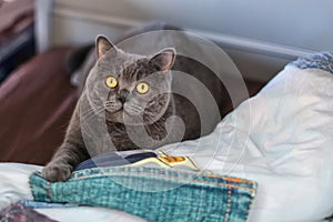 Gray british shorthair cat lies on the bed