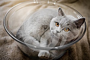Gray British Shorthair cat lying in glass bowl