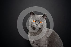 gray british shorthair cat portrait on black background with copy space