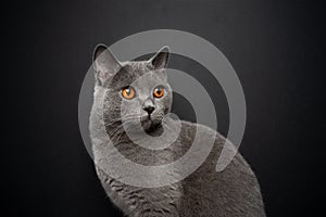 gray british shorthair cat portrait on black background with copy space