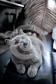 Gray British Shorthair cat relaxing at home