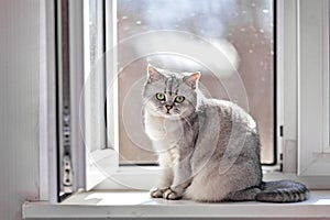 Gray British Shorthair cat is sitting on the window sill