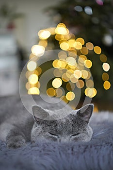 Gray British shorthair cat sleeping next to Christmas tree