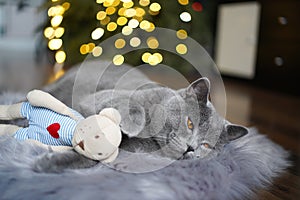 Gray British shorthair cat sleeping next to teddy bear
